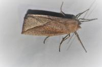 Compsoptera opacaria