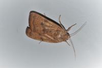 Noctua interjecta