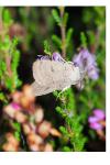 Xestia castanea