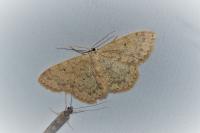 Scopula marginepunctata