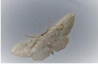 Idaea seriata