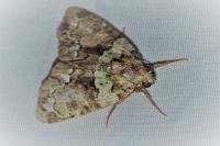 Cryphia algae