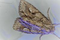 Meganephria bimaculosa