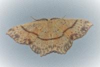 Cyclophora punctaria