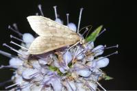 Mecyna asinalis