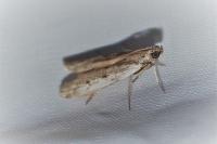 Phycitodes