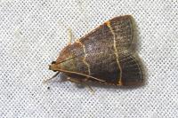 Hypsopygia glaucinalis
