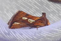 Plusia festucae