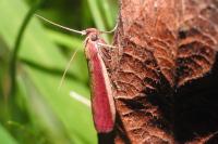 Oncocera semirubella