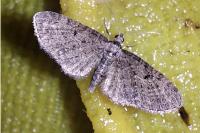 Eupithecia virgaureata