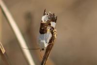 Acontia lucida