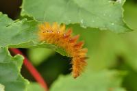 Acronicta aceris