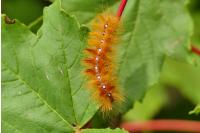 Acronicta aceris