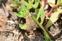 Loxostege sticticalis