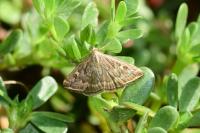Loxostege sticticalis