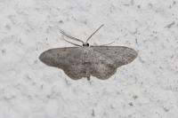 Idaea seriata
