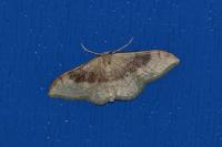 Idaea degeneraria