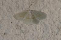 Campaea margaritaria