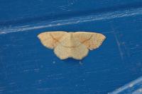 Cyclophora punctaria