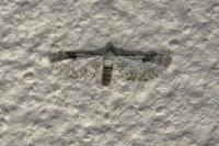 Eupithecia centaureata