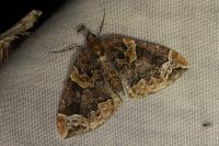 Eulithis prunata