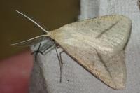 Aspitates gilvaria