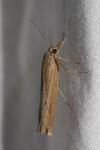 Pediasia contaminella
