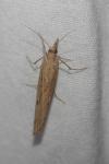 Pediasia contaminella