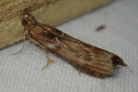 Ancylosis cinnamomella