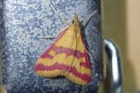 Pyrausta sanguinalis