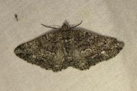 Peribatodes ilicaria ilicaria