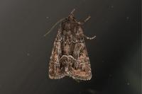 Thalpophila matura
