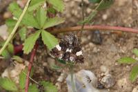 Tyta luctuosa
