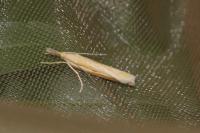 Agriphila tristella