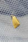 Raparna conicephala