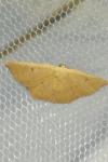 Cyclophora puppillaria