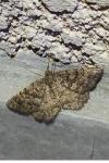 Selidosema taeniolaria