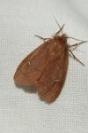 Ocneria rubea