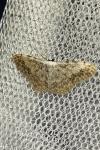 Scopula submutata roseonitens
