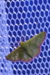 Eucrostes indigenata
