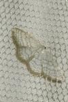 Idaea subsericeata