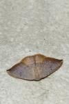 Watsonalla uncinula