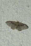 Idaea degeneraria