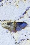 Idaea filicata