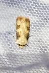 Agrotis puta