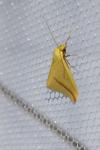 Rhodometra sacraria
