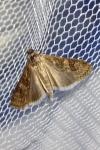 Nomophila noctuella