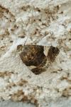 Tyta luctuosa