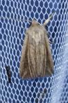 Mythimna riparia