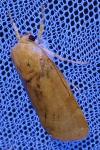 Noctua tirrenica